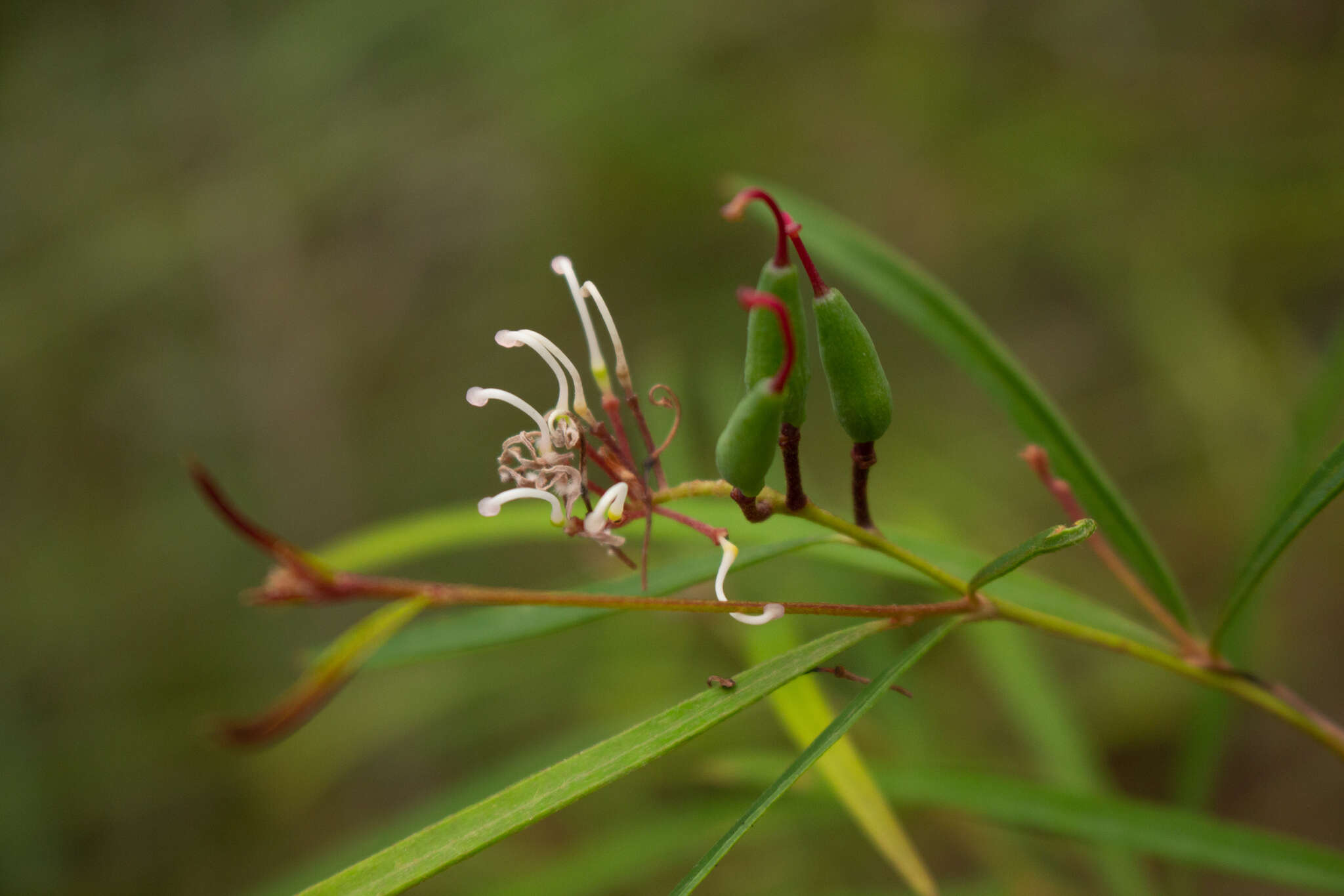 Imagem de Grevillea linearifolia (Cav.) Druce