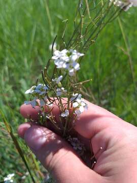 Plancia ëd Pseudoarabidopsis