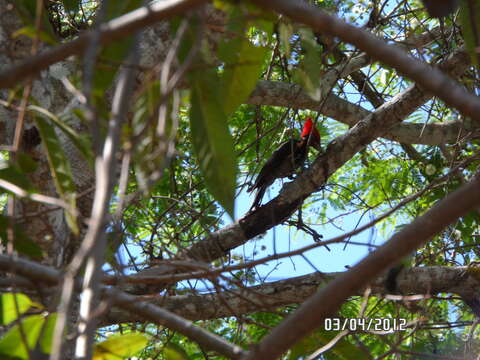 Image of Lineated Woodpecker