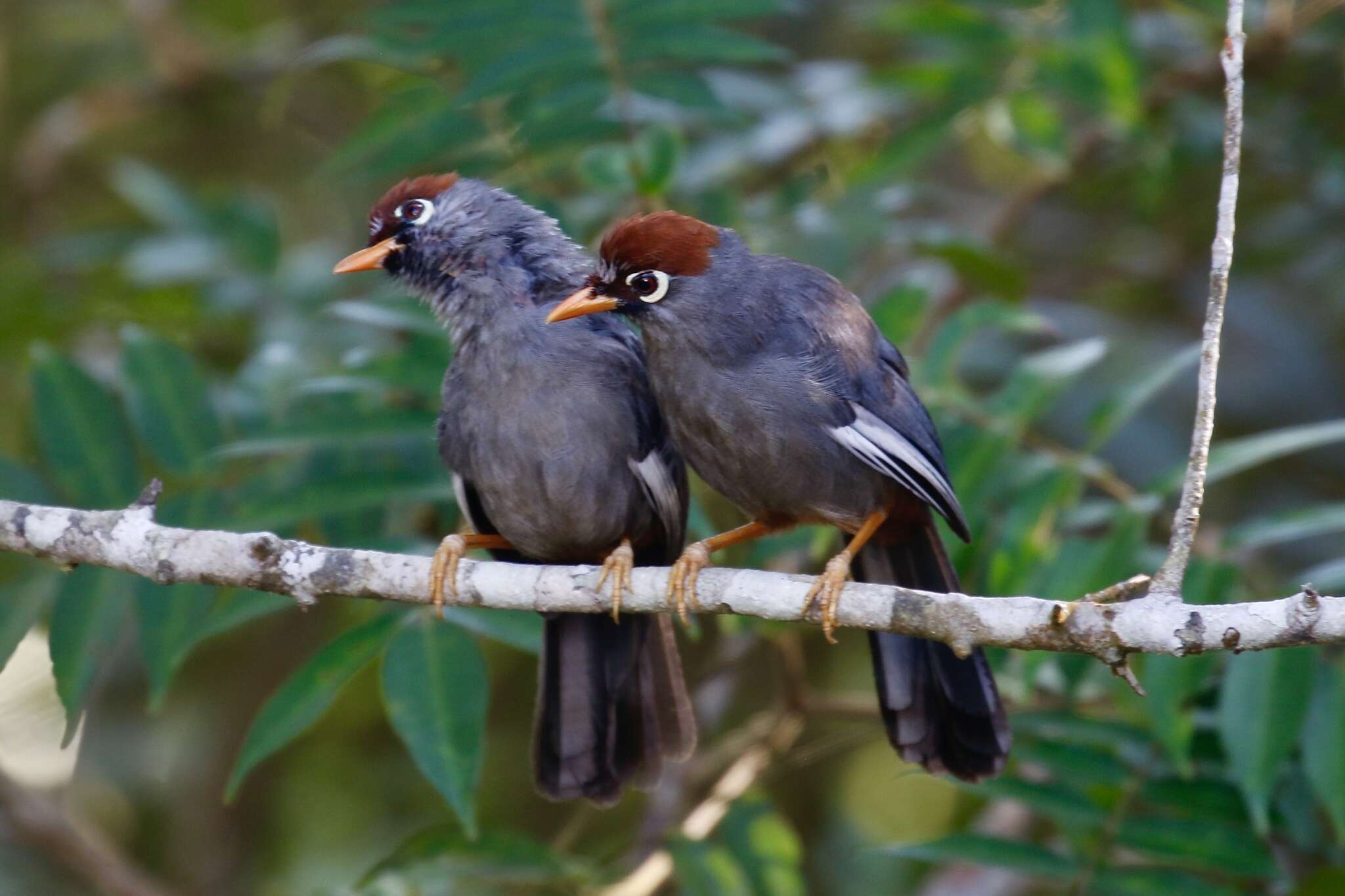 Image of Chestnut-capped Laughingthrush