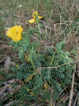 Image of Yellow Horned Poppy