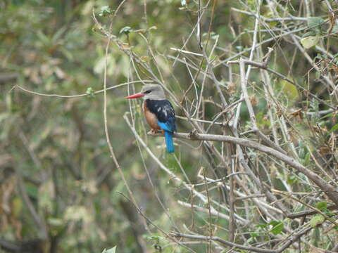 Image of Chestnut-bellied Kingfisher