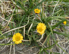 Image of alpine yellow fleabane