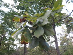 Image of shagbark hickory