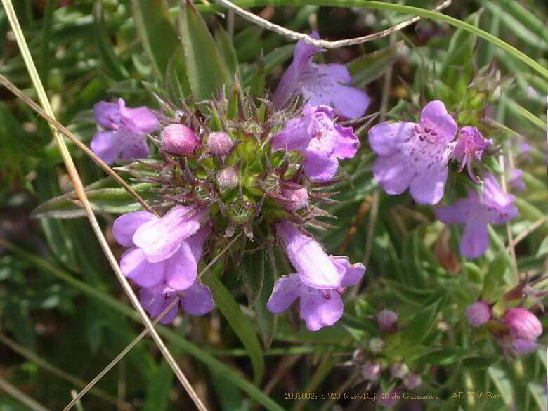 Image of Satureja subspicata Bartl. ex Vis.