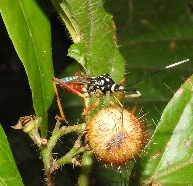 صورة Holhymenia scenica (Stål 1865)