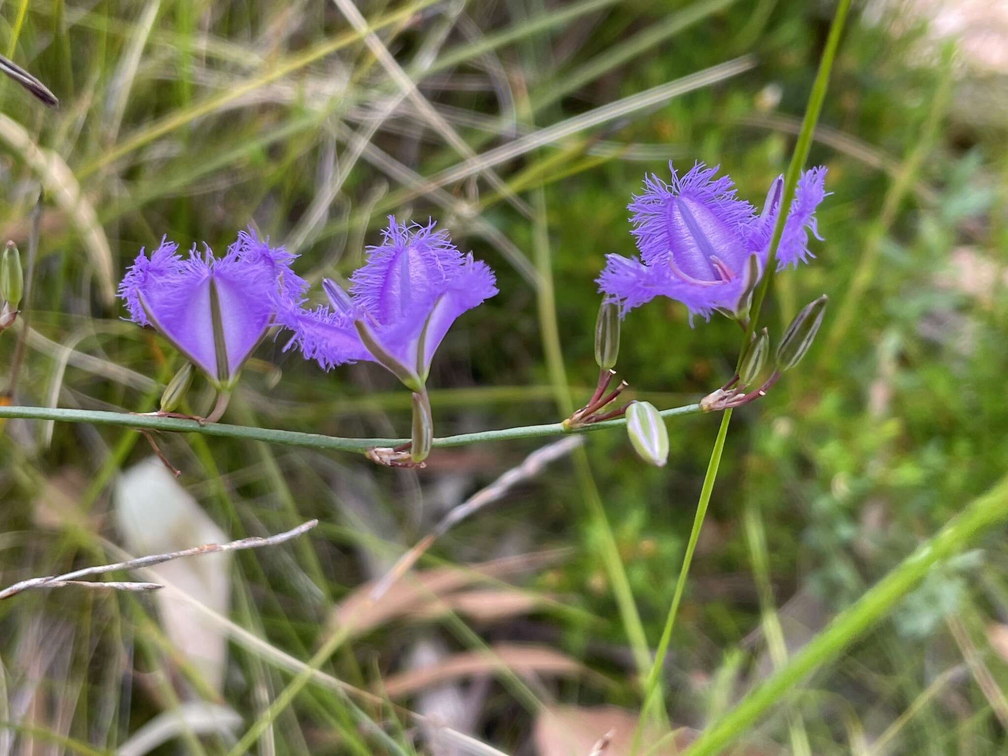 Слика од Thysanotus racemoides Sirisena, T. D. Macfarl. & Conran