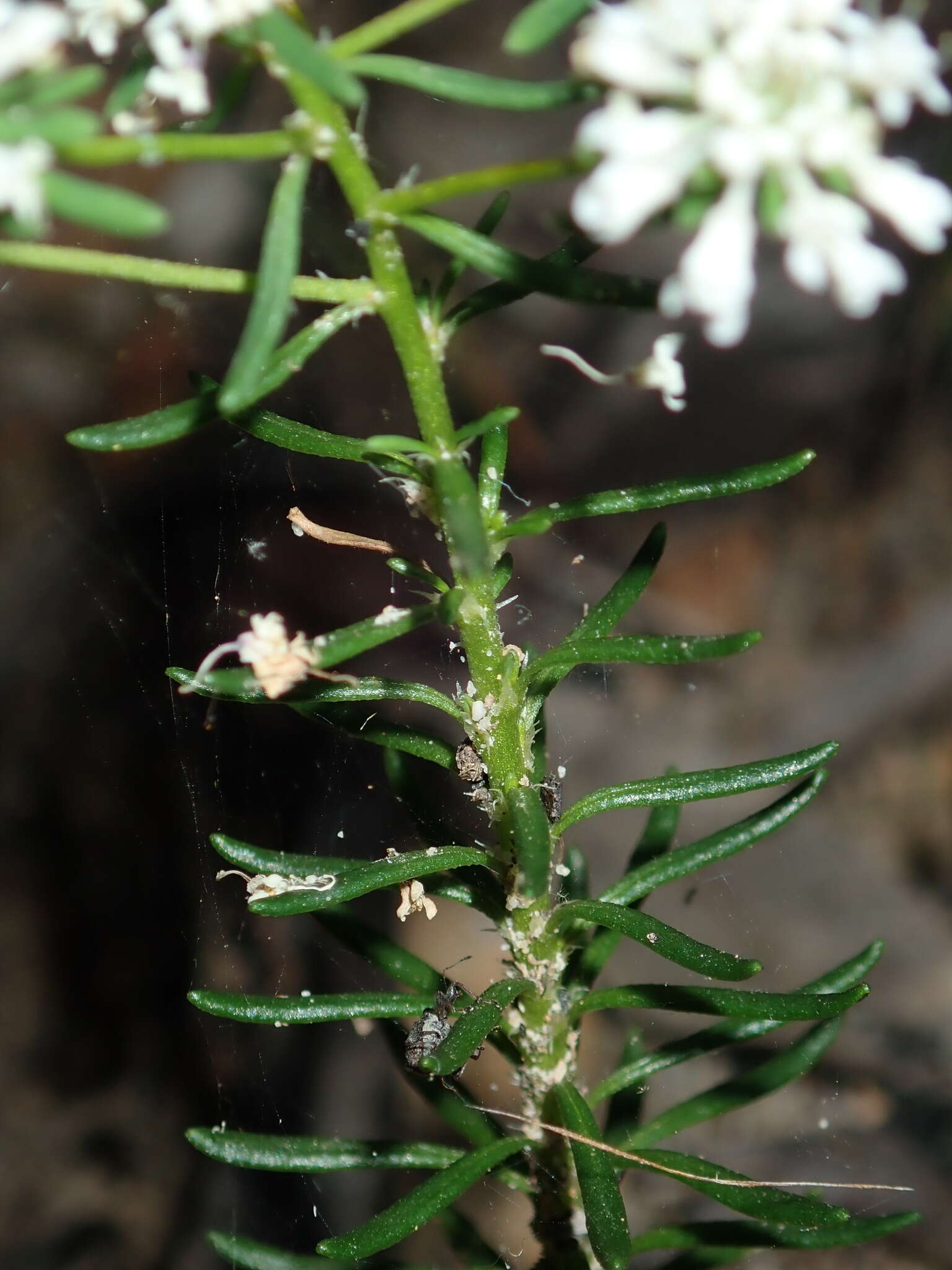 Imagem de Poranthera ericifolia Rudge