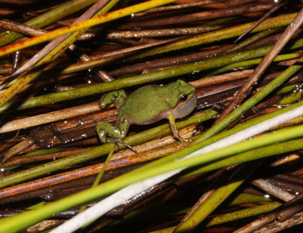 Image of Cacosternum australis Channing, Schmitz, Burger & Kielgast 2013