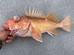 Image of Greenspotted rockfish