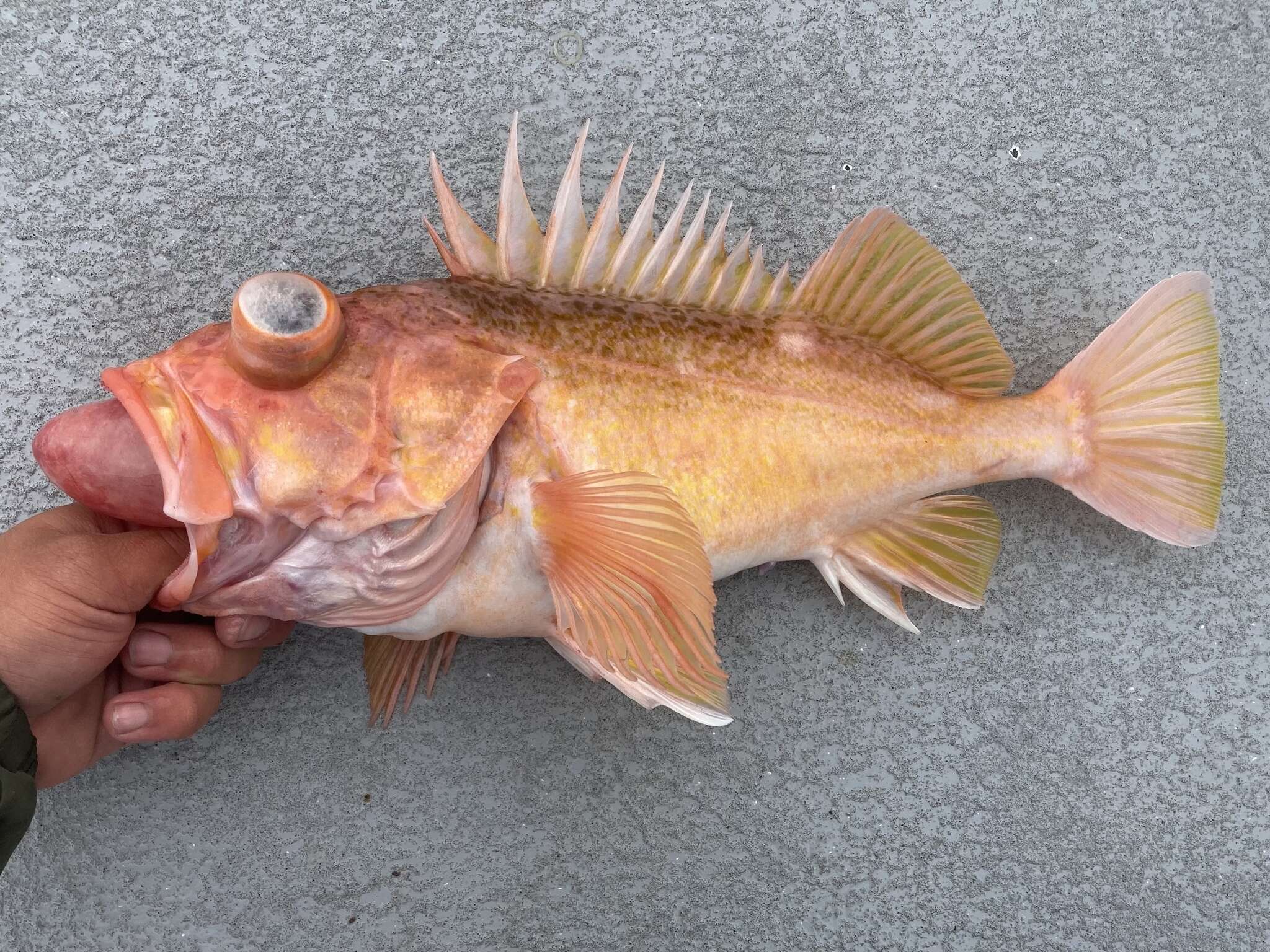 Image of Greenspotted rockfish