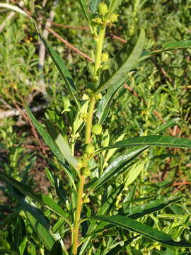 Image of Clutia daphnoides Lam.