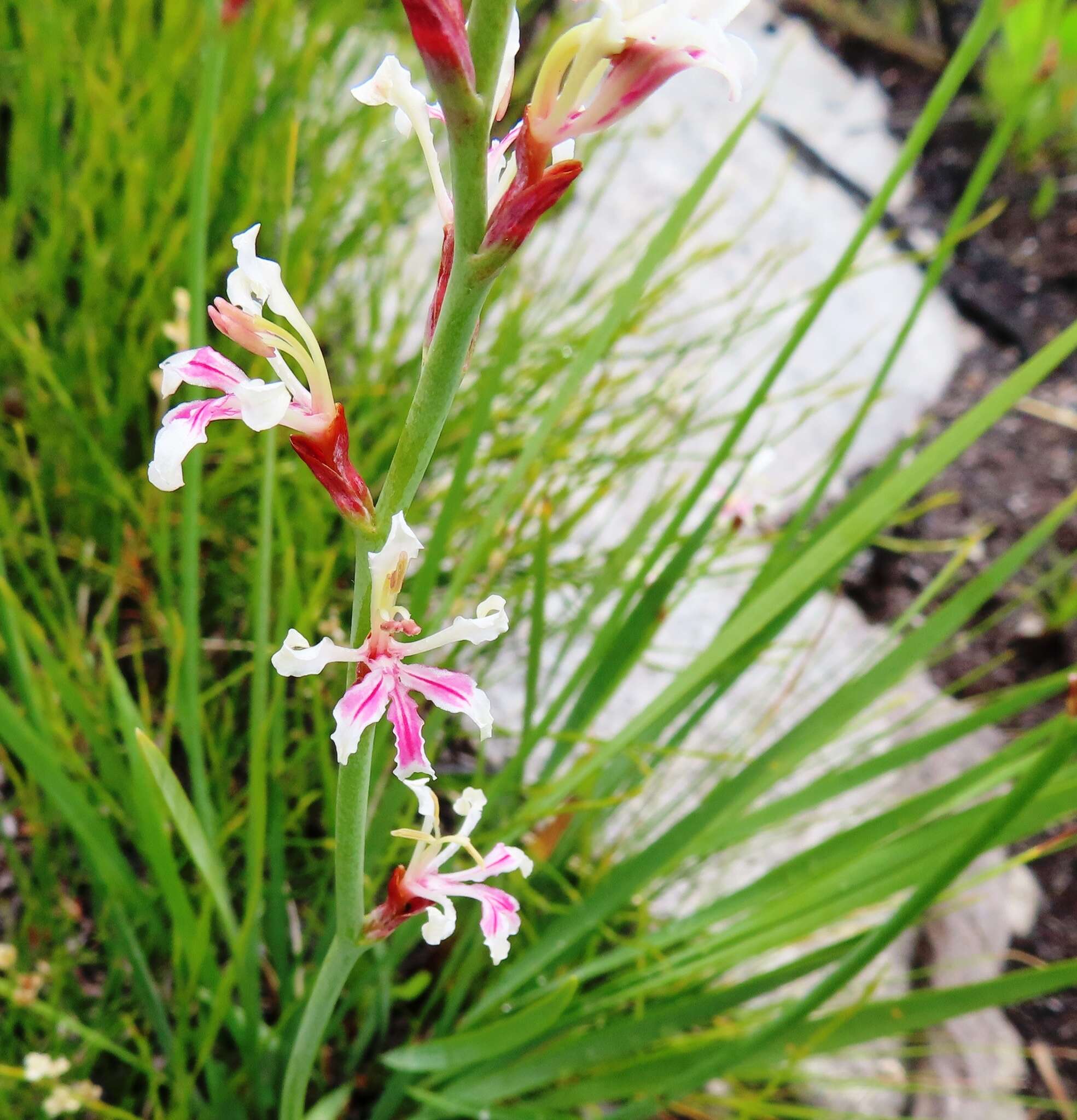 Imagem de Tritoniopsis unguicularis (Lam.) G. J. Lewis