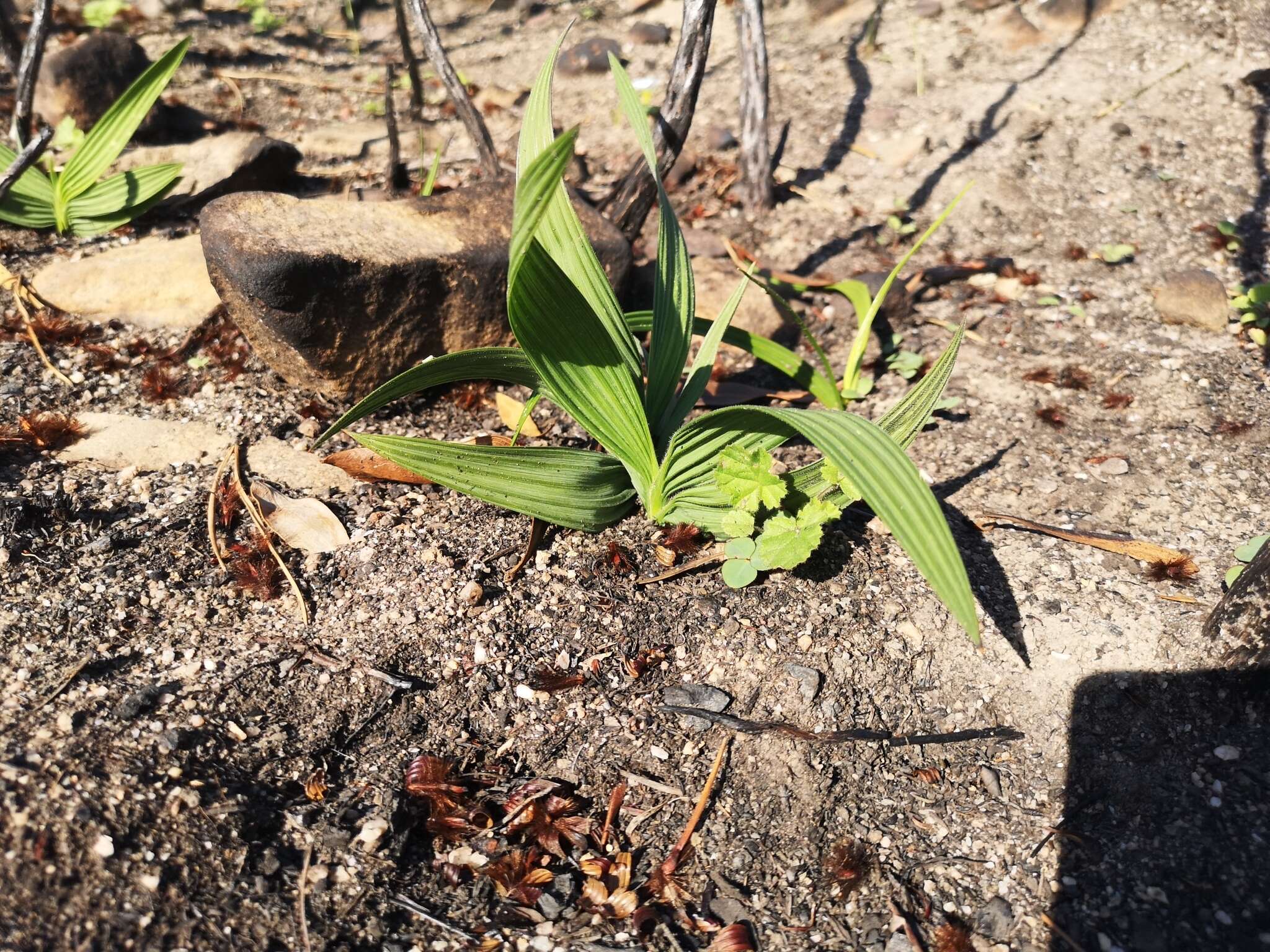 Image of Babiana fragrans (Jacq.) Steud.