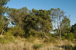 Pinus cembroides subsp. orizabensis D. K. Bailey resmi