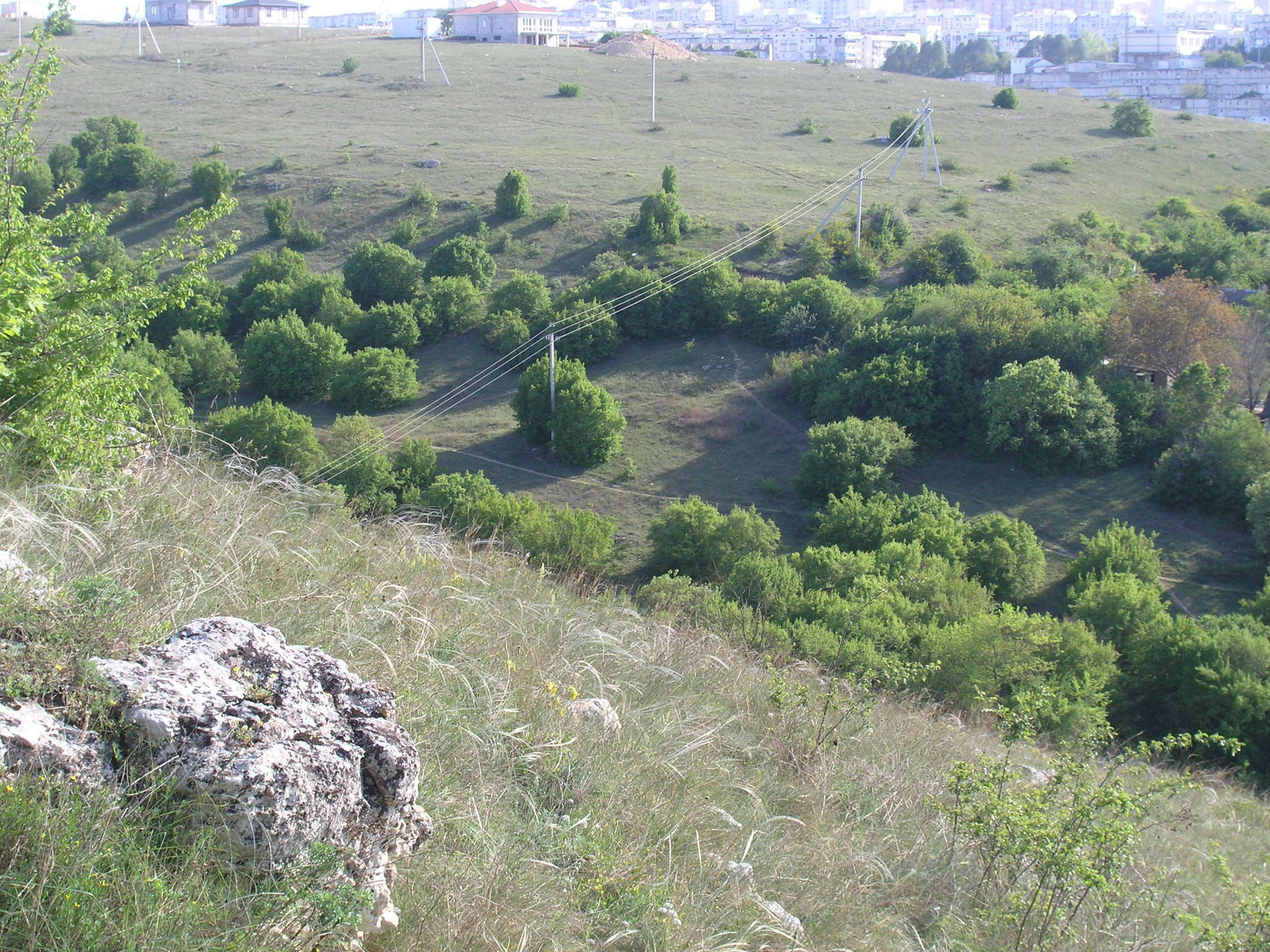 Plancia ëd Stipa pontica P. A. Smirn.