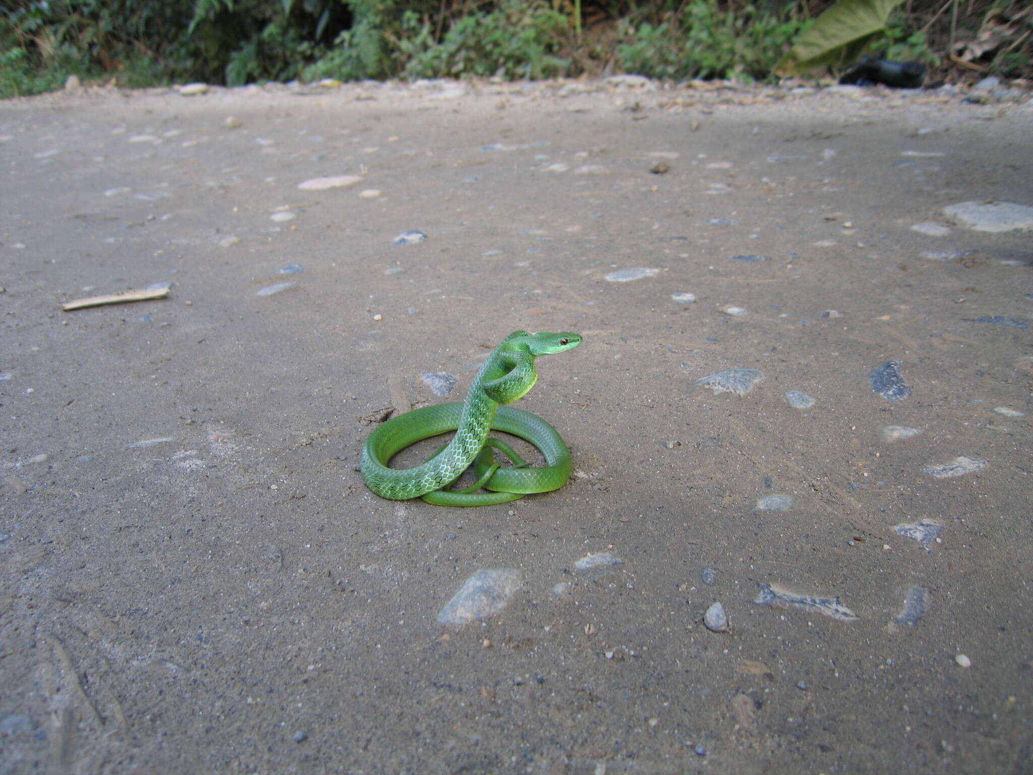 Image of Chlorosoma viridissimum (Linnaeus 1758)