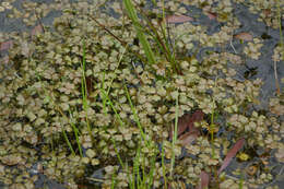 Imagem de Hydrocotyle sulcata C. J. Webb & P. N. Johnson