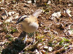 Image of Tchagra senegalus orientalis (Cabanis 1869)