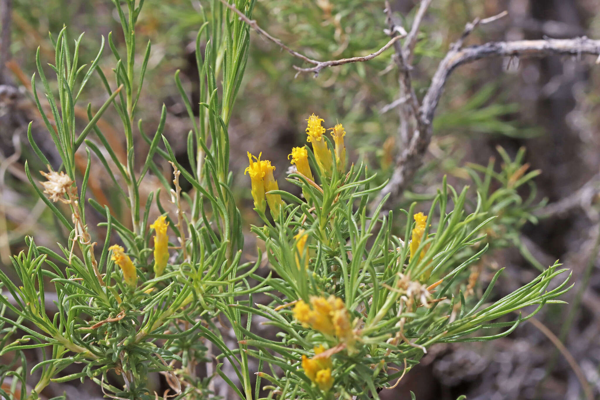 Imagem de Chrysothamnus greenei (A. Gray) Greene