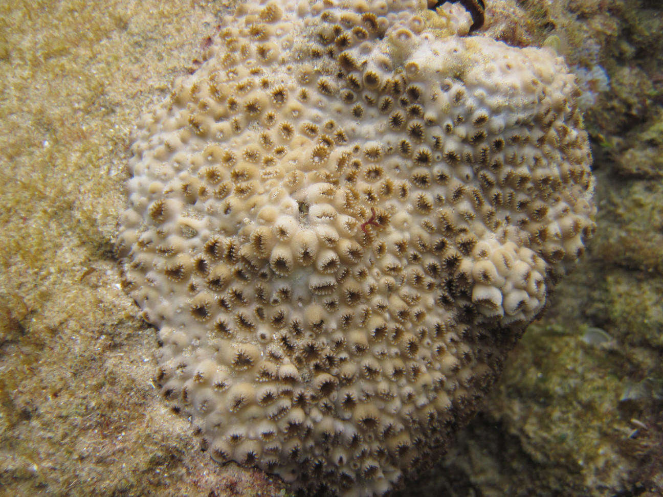 Image of Grey colonial zoanthid