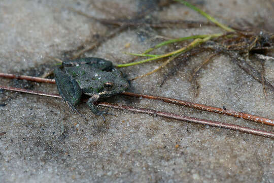 Image of Southern Cricket Frog