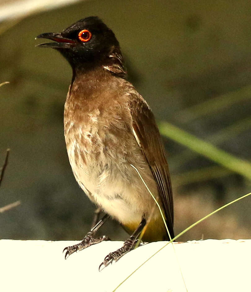 Image of African Red-eyed Bulbul