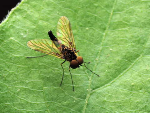 Image of Chrysopilus fasciatus (Say 1823)