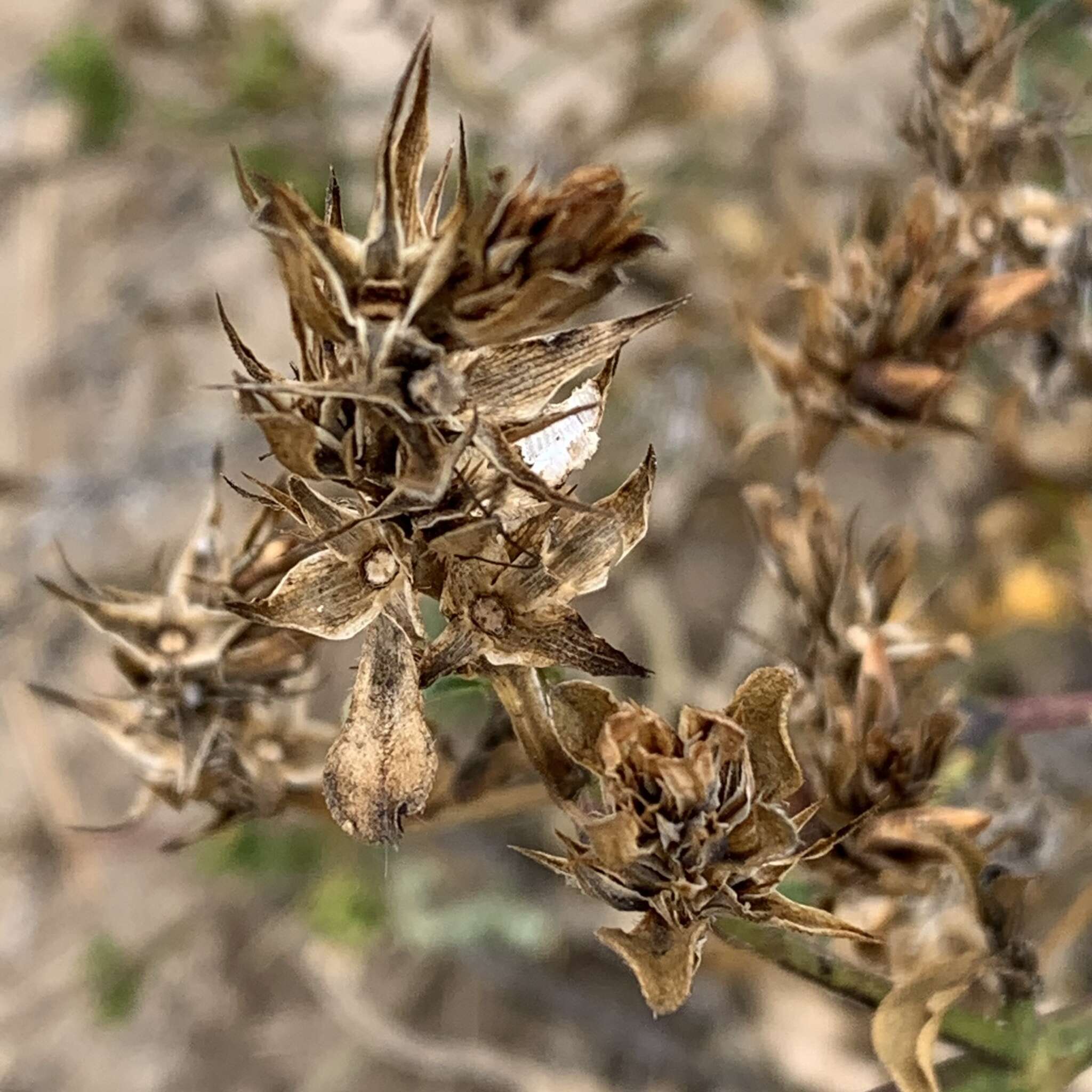 Imagem de Barleria senensis Klotzsch