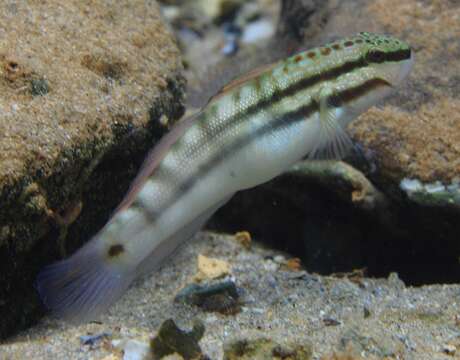 صورة Amblygobius bynoensis (Richardson 1844)