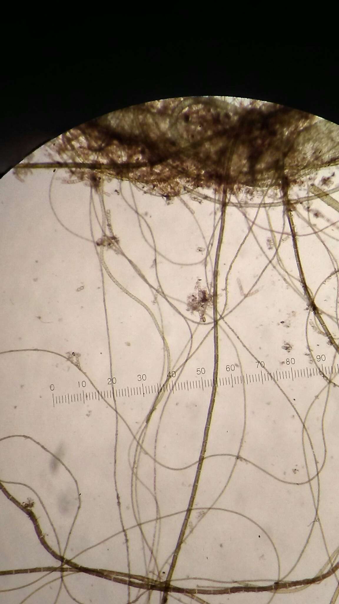 Слика од Rhizoclonium tortuosum (Dillwyn) Kützing 1845