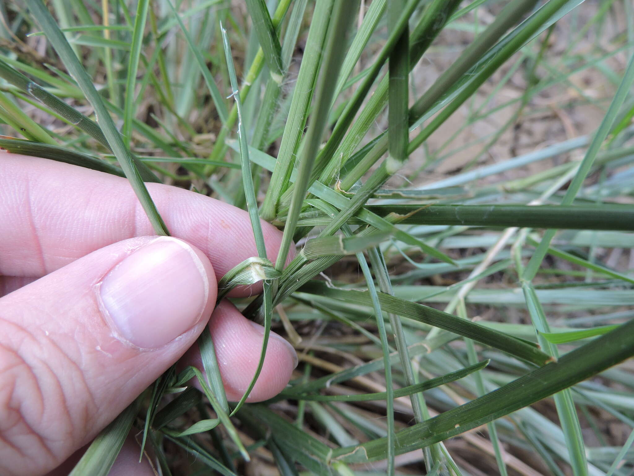 Plancia ëd Eleusine indica (L.) Gaertn.