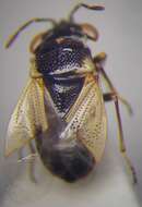 Image of <i>Geocoris pallidipennis</i>