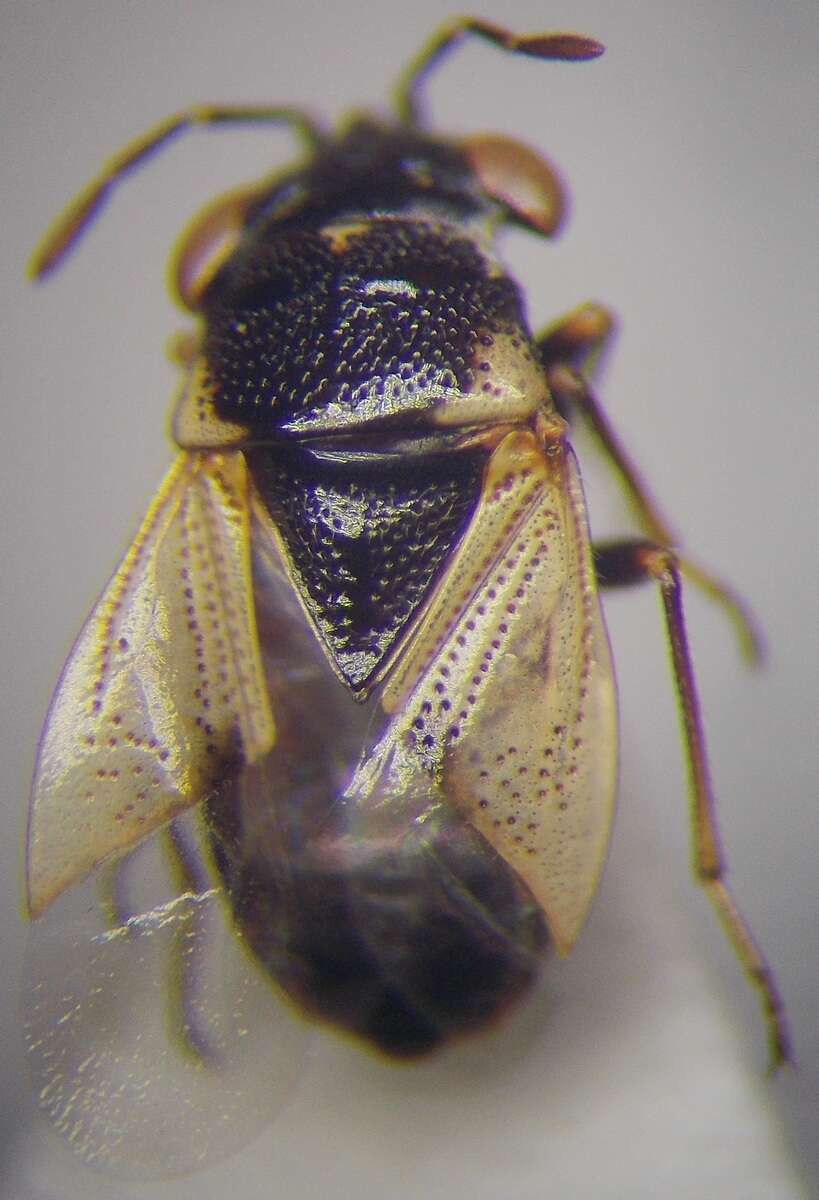 Image of <i>Geocoris pallidipennis</i>