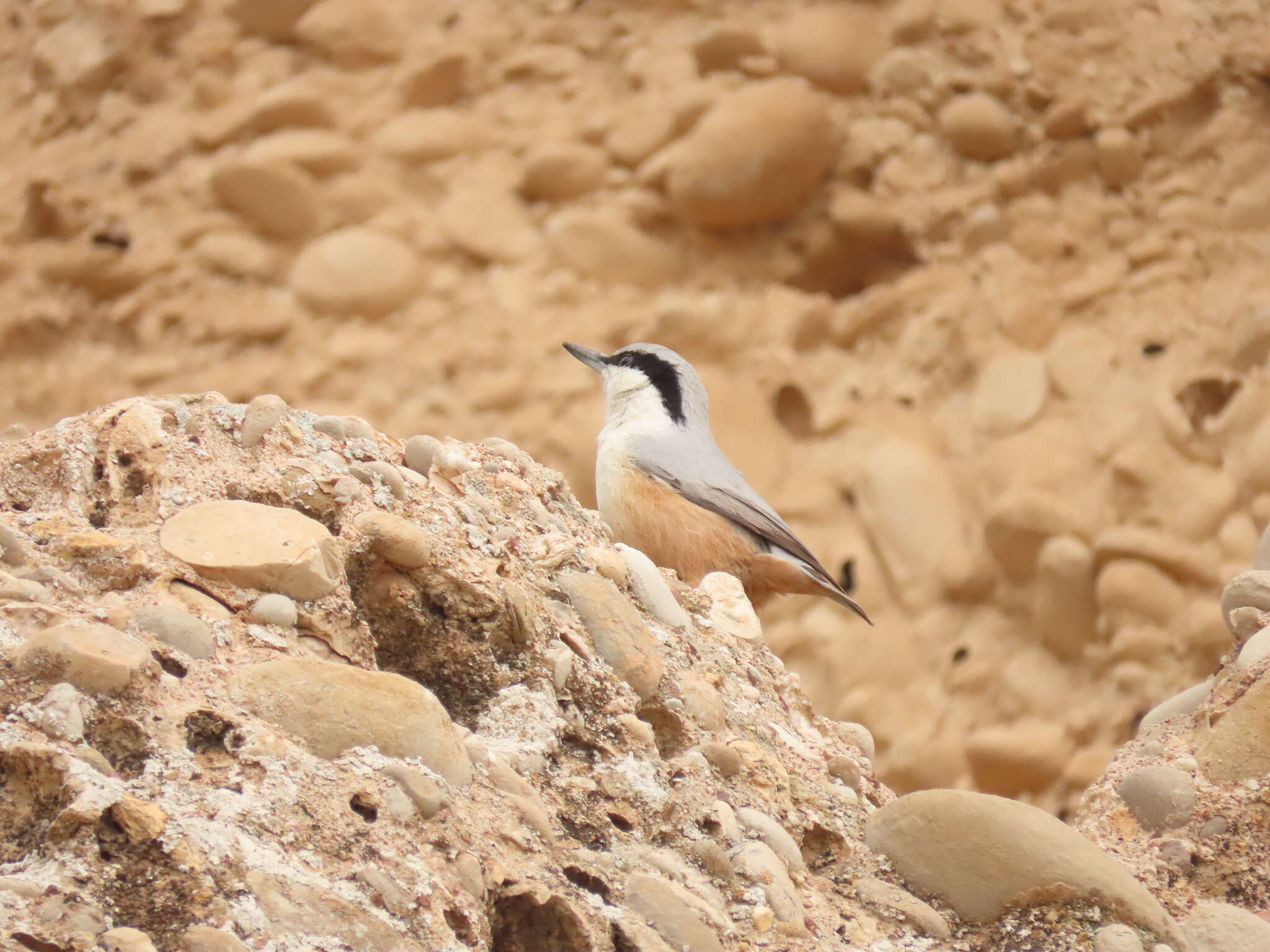 Image de Sittelle des rochers