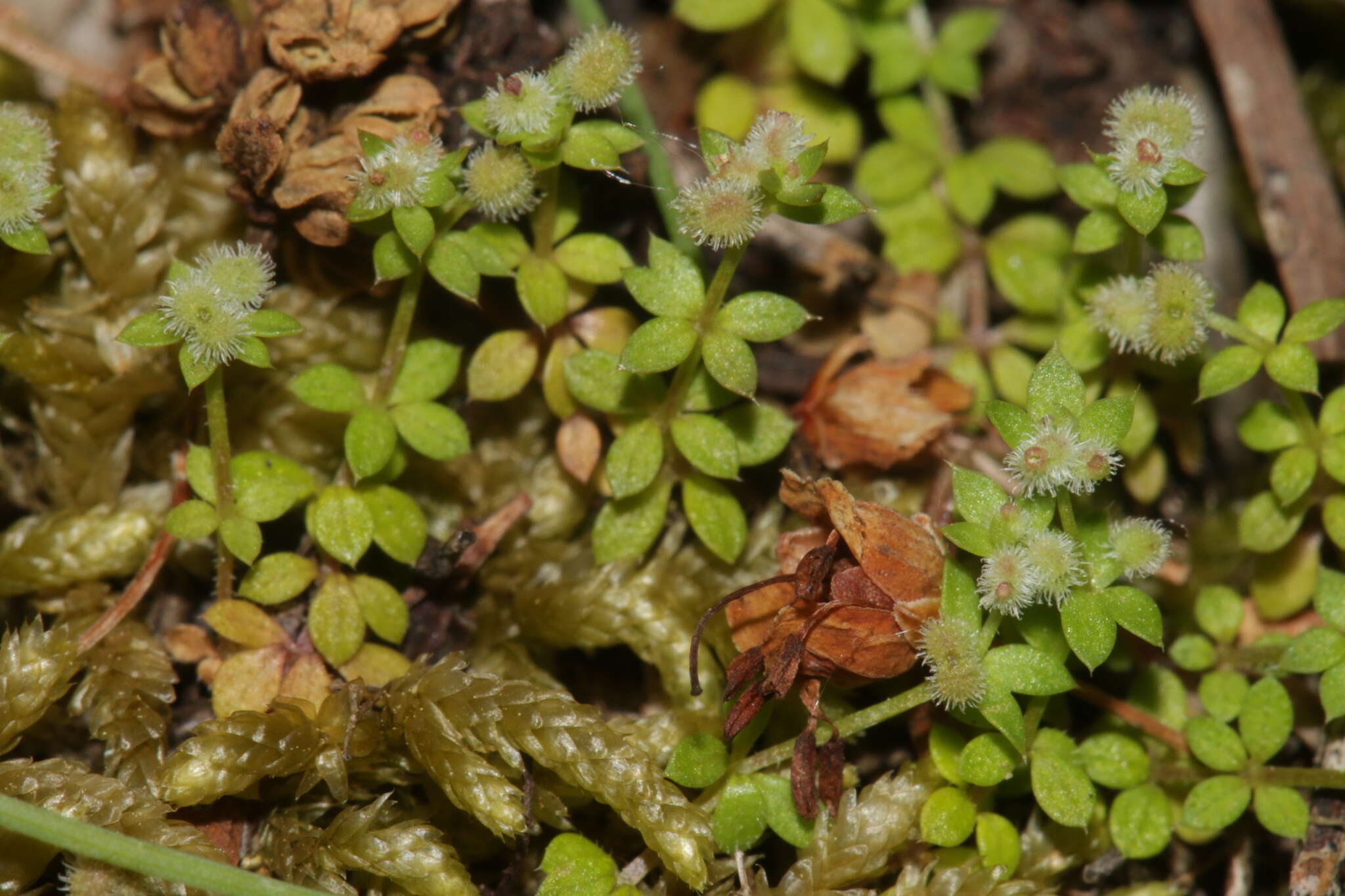 Plancia ëd Galium minutulum Jord.