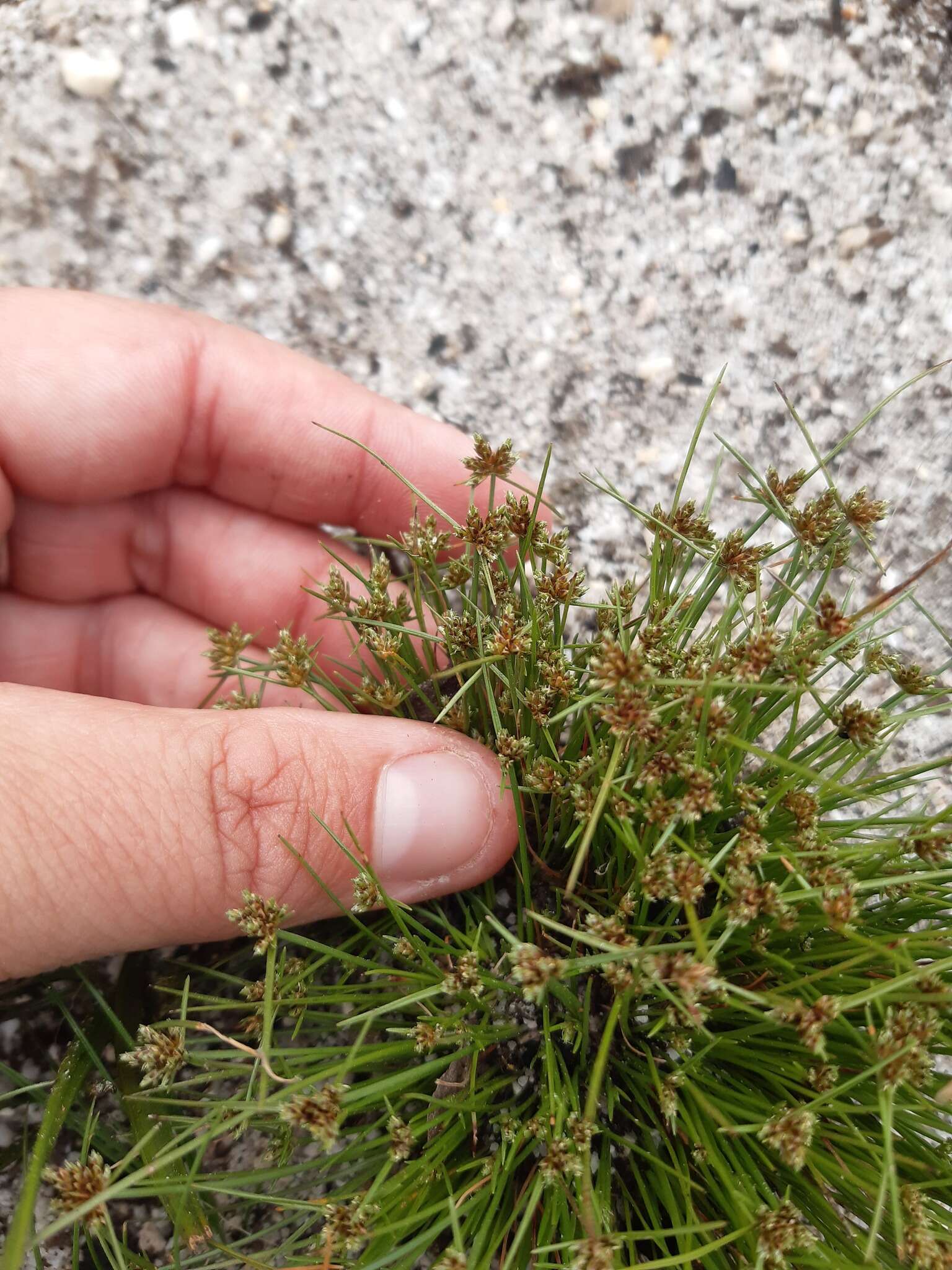 Image of Isolepis marginata (Thunb.) A. Dietr.