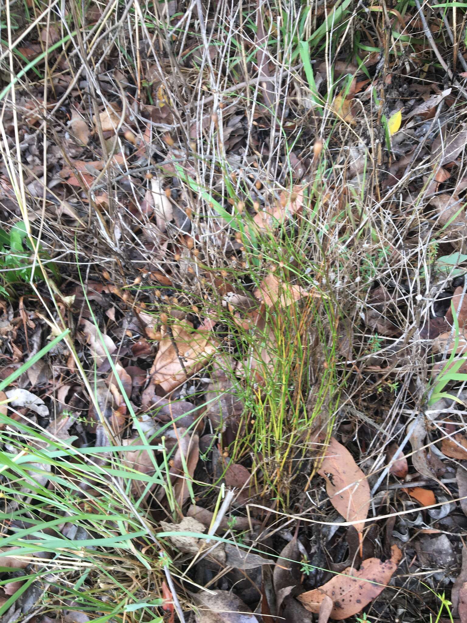 Imagem de Wahlenbergia gracilis (G. Forst.) A. DC.