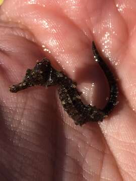 Image of Long-snouted Seahorse