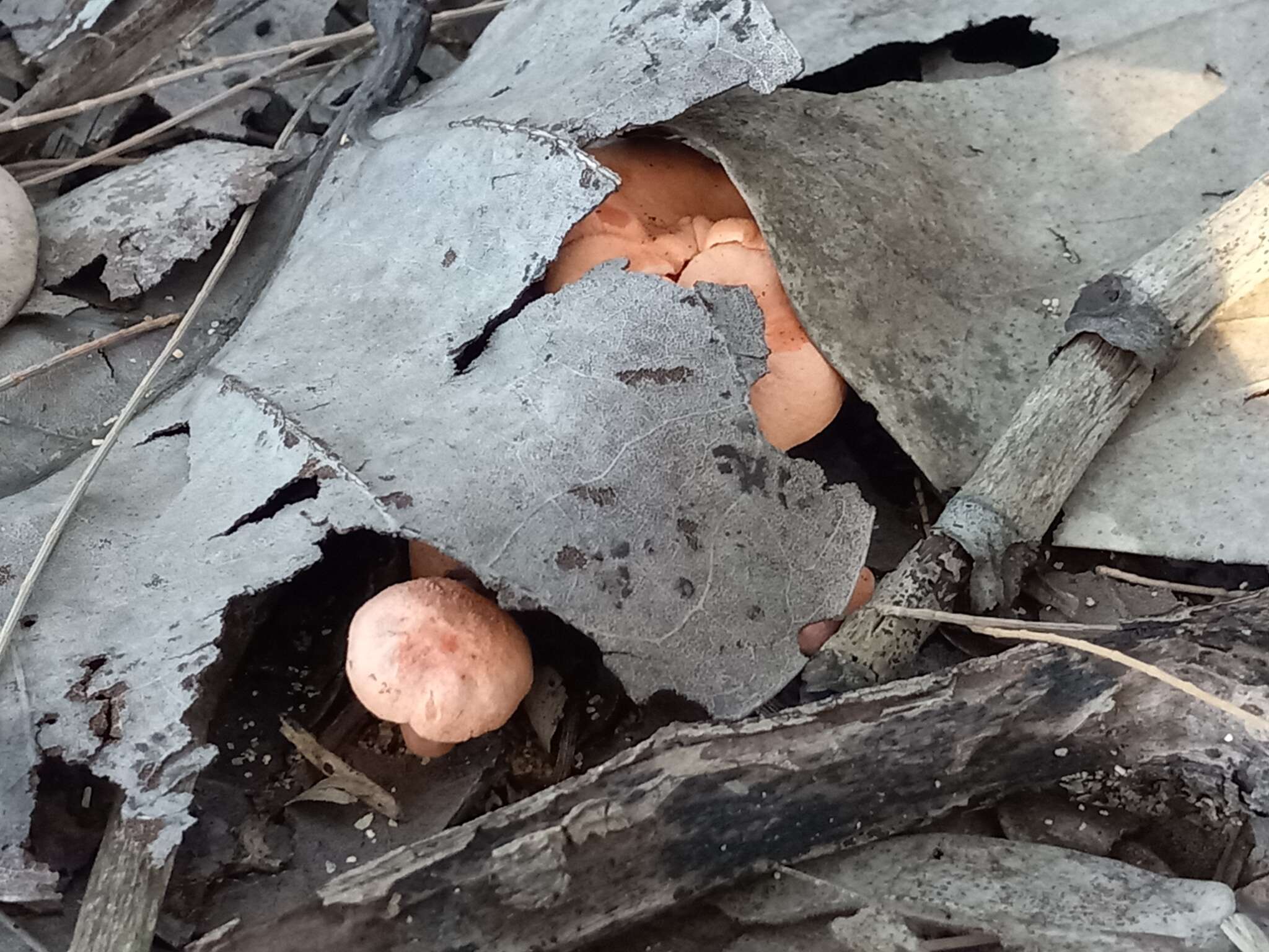 Image de Cantharellus coccolobae Buyck, P. A. Moreau & Courtec. 2016