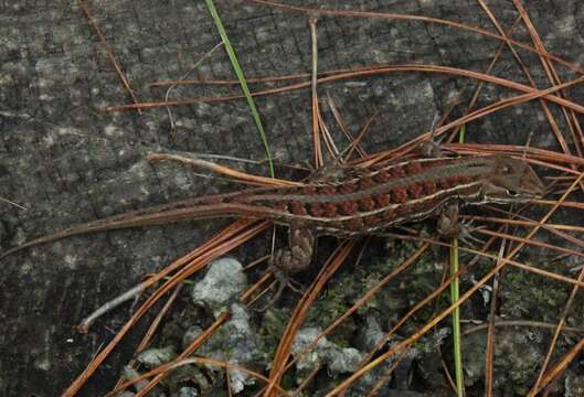 Image of Trans Volcanic Bunchgrass Lizard