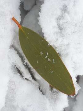 Image of Eucalyptus pauciflora subsp. niphophila (Maiden & Blakely) L. A. S. Johnson & Blaxell