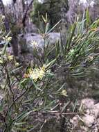 Image of Grevillea viridiflava R. O. Makinson