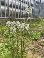 Imagem de Lysimachia candida Lindl.