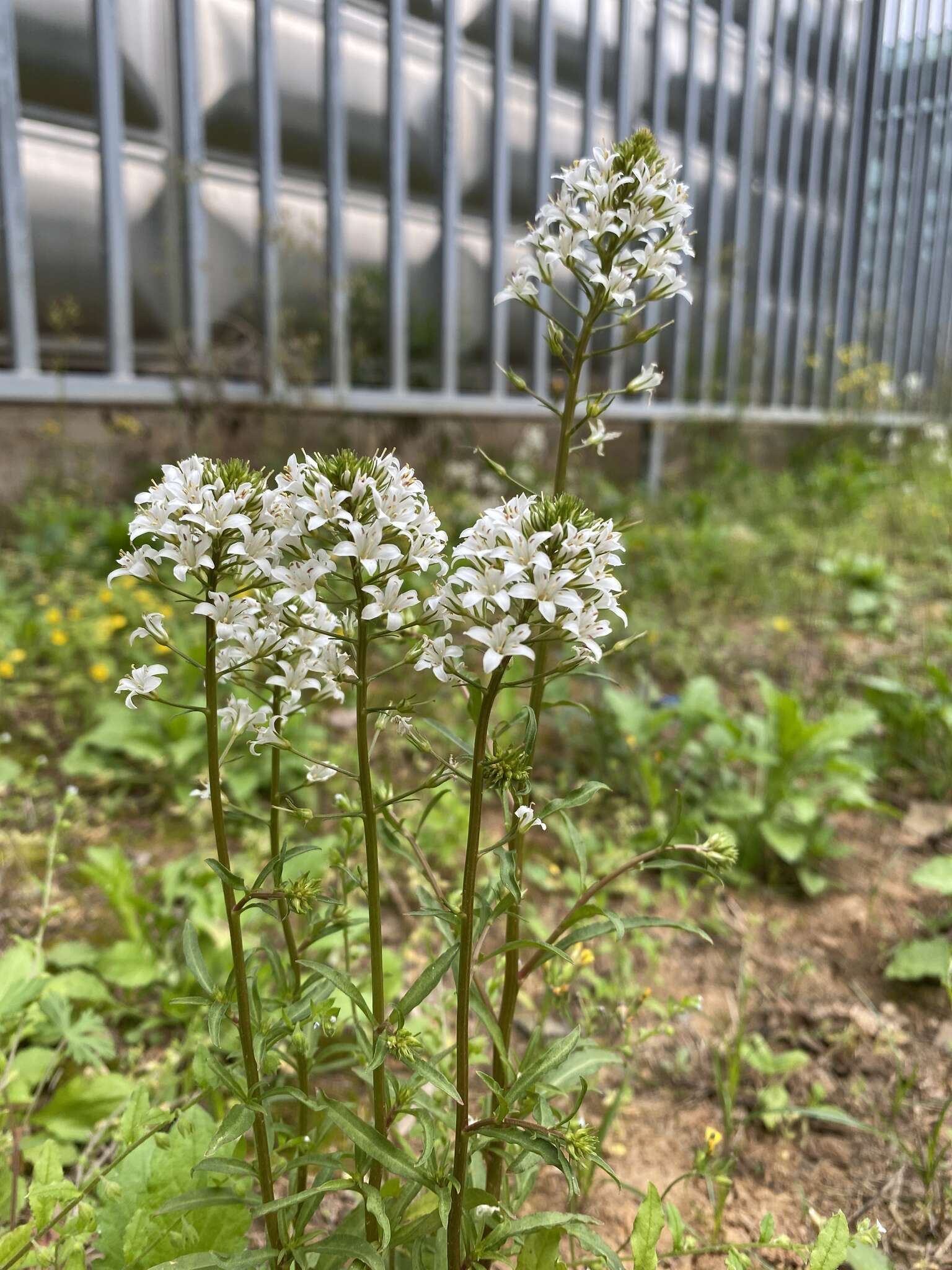 Image of Lysimachia candida Lindl.