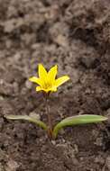 Image of Tulipa heterophylla (Regel) Baker