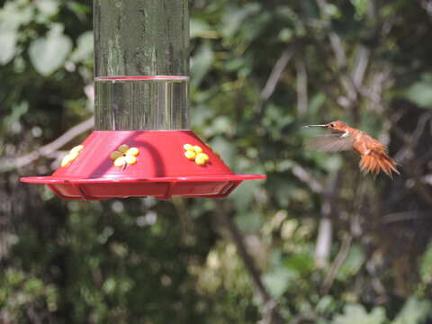 Image de Colibri roux