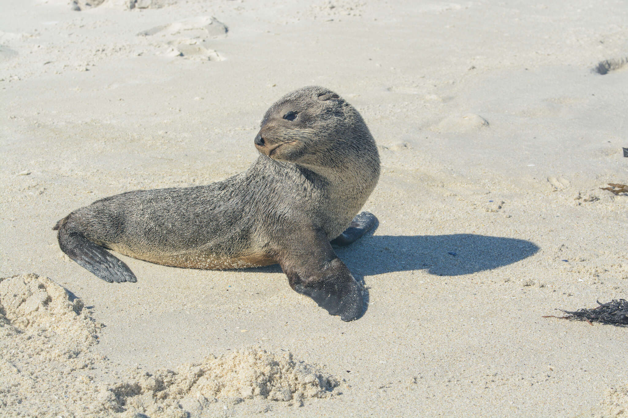 Image of Afro-Australian Fur Seal