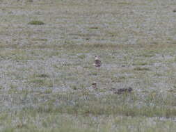 Image of Andean Lapwing