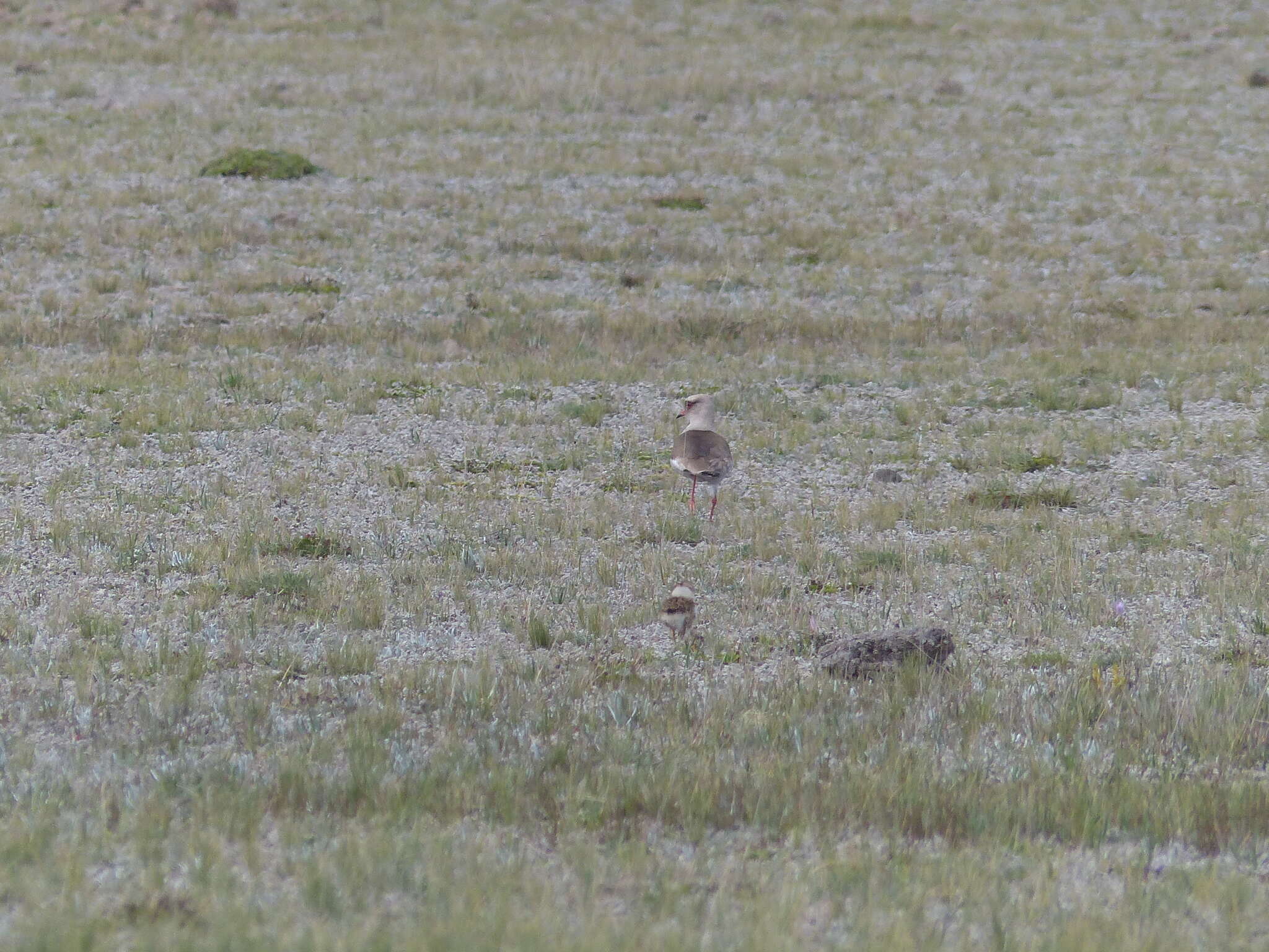 Image of Andean Lapwing